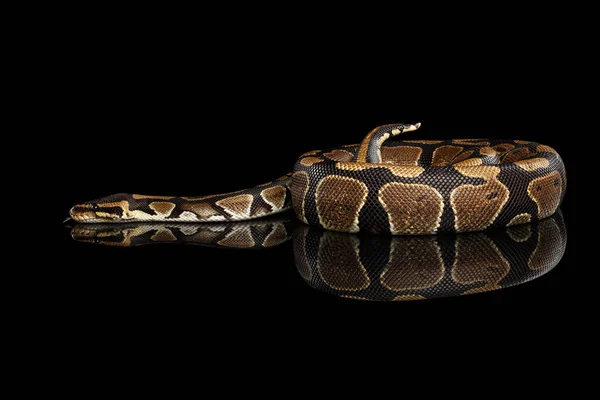 Bola Royal Python Serpente Fundo Preto Isolado Com Reflexão — Fotografia de Stock