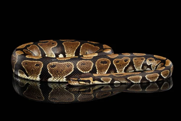 Koule Nebo Královská Krajta Had Izolovaném Černém Pozadí Odrazem — Stock fotografie