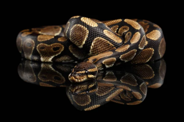 Bola Royal Python Serpente Fundo Preto Isolado Com Reflexão — Fotografia de Stock