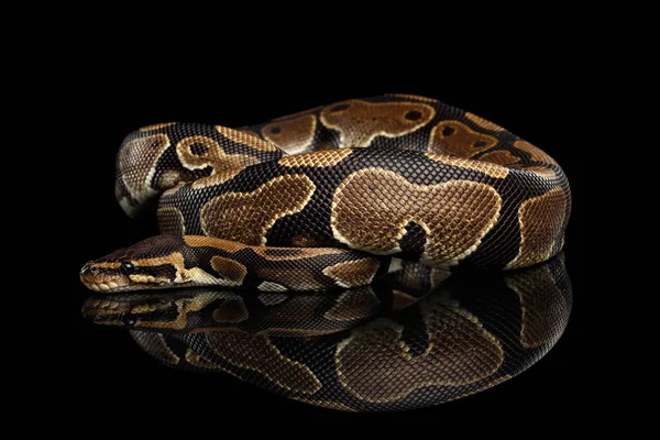 Bola Royal Python Serpente Fundo Preto Isolado Com Reflexão — Fotografia de Stock