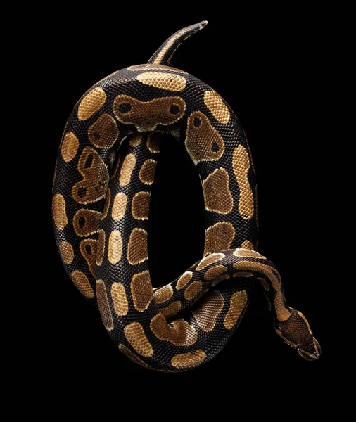球状或皇家蟒蛇卷在孤立黑色背景字母Q中的顶部视图 — 图库照片