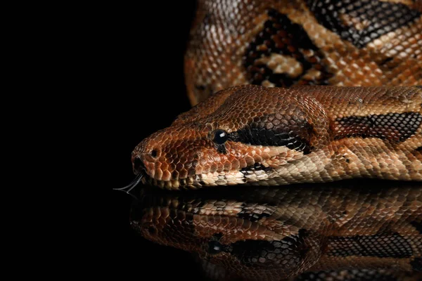 蛇纹蟒蛇的特写头 舌在黑色背景上隔离 — 图库照片