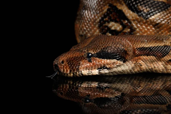 Close Cabeça Cobra Boa Constritores Com Língua Isolada Sobre Fundo — Fotografia de Stock