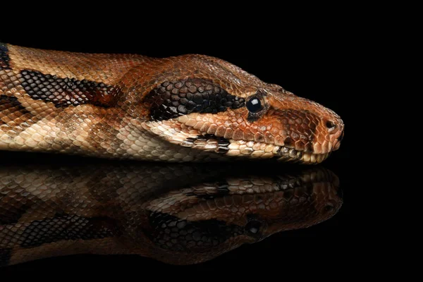 Detail Head Snake Boa Constrictors Izolované Černém Pozadí — Stock fotografie