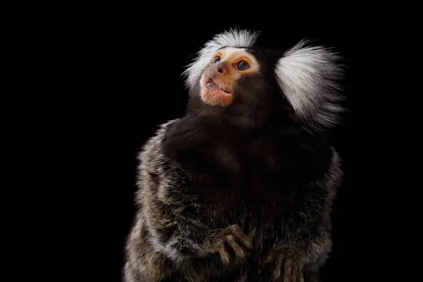 Närbild Profil Porträtt Söt Apa Gemensamma Marmoset Callithrix Jacchus Isolerad — Stockfoto