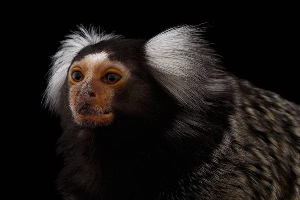 Cloup Profile Portrait Cute Monkey Common Marmoset Callithrix Jacchus Isolated — 스톡 사진