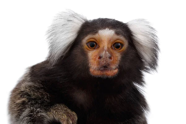 小猴常见马赛克的特写肖像 石竹分离的白色背景 — 图库照片