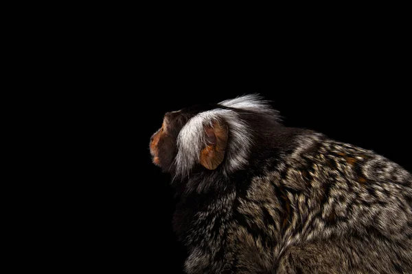 Профиль Крупным Планом Портрет Милой Обезьяны Common Marmoset Callithrix Jacchus — стоковое фото