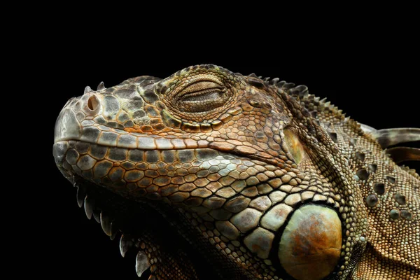 Close Head Green Iguana Sleep Close Eyes Isolated Black Background — 스톡 사진