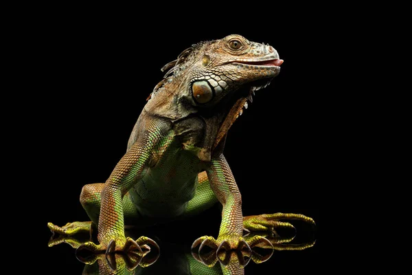 Green Iguana Sitting Gazing Scary Show Laws Licked Isolated Black — стокове фото