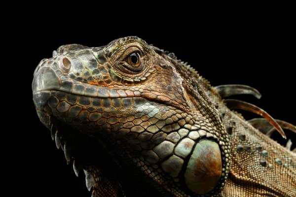 Close Head Green Iguana Staar Geïsoleerd Zwarte Achtergrond — Stockfoto