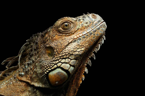 Close Hoofd Van Green Iguana Staar Omhoog Geïsoleerd Zwarte Achtergrond — Stockfoto