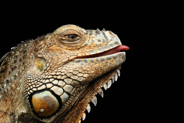 Yeşil Iguana 'nın yakın plan başkanı nazik görünüyor ve Kara Arkaplanda izole edilmiş dili yükseltiyor.