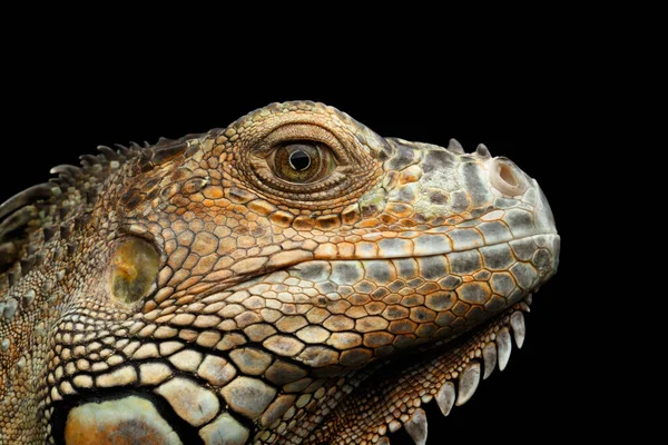 Closeup Hoofd Van Green Iguana Looks Kind Geïsoleerd Zwarte Achtergrond — Stockfoto