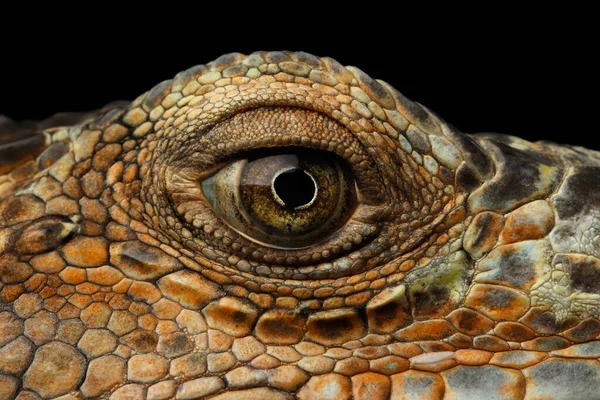 Primer Ojo Iguana Verde Parece Dragón Aislado Fondo Negro — Foto de Stock