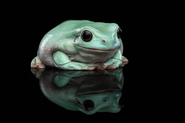 澳大利亚绿树蛙 或称柳树蛙 在黑色背景上被隔离 有倒影 — 图库照片