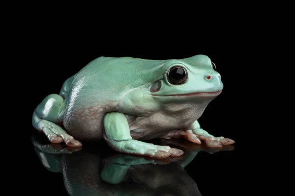 Australijska Zielona Żaba Drzewna Lub Litoria Caerulea Izolowana Czarnym Tle — Zdjęcie stockowe