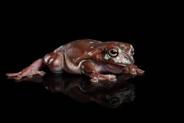 澳大利亚的绿色树蛙 或长有黑斑 有倒影的石斑鱼 — 图库照片