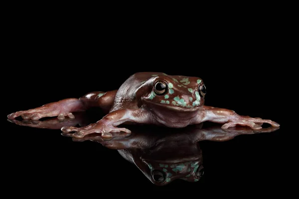 オーストラリアの緑の木のカエル または斑点のあるLitoria Caerulea反射して黒の背景に隔離された — ストック写真