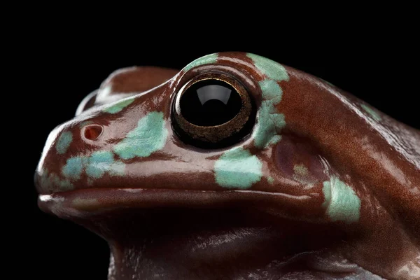 Close Oczy Australijskiej Zielonej Żaby Drzewnej Lub Litoria Caerulea Plamkami — Zdjęcie stockowe