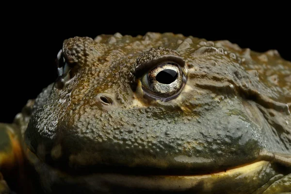 Nahaufnahme Afrikanischer Ochsenfrosch Pyxicephalus Adspersus Frosch Isoliert Schwarzer Hintergrund Mit — Stockfoto