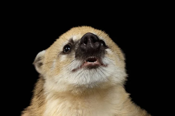 South American Coati Nasua Smiling Isolated Black Background — 스톡 사진