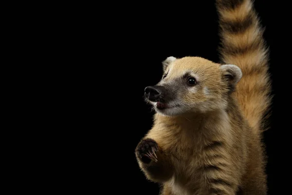 野生動物のクローズアップ肖像南アメリカのコアティ ナスア黒を背景に孤立したテールで 食べ物を求めて足を上げる — ストック写真