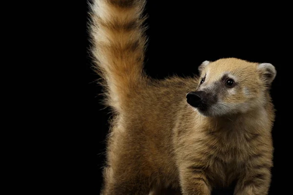 南美洲的一种特写野生动物Nasua 与Tail在黑色背景上分离 — 图库照片