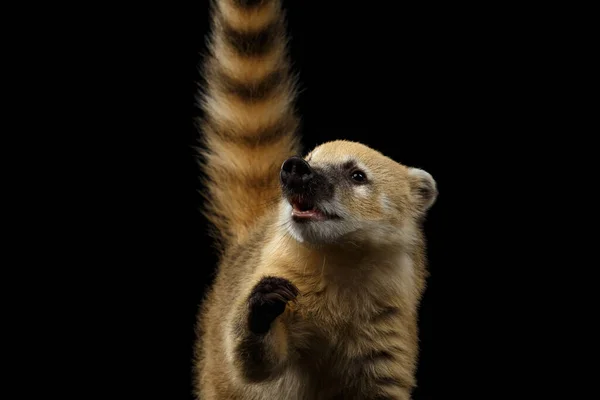 South American Coati Nasua Looking Raising Paw Ask Food Tail — 스톡 사진