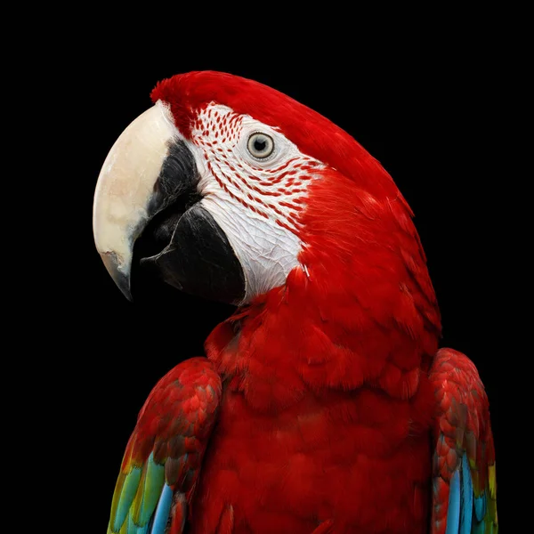 Close Zabawny Portret Zielonoskrzydłej Macaw Ara Chloroptera Odizolowany Czarnym Tle — Zdjęcie stockowe