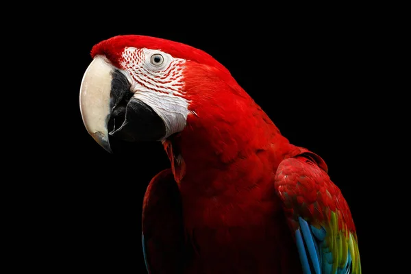 Close Zabawny Portret Zielonoskrzydłej Macaw Ara Chloroptera Odizolowany Czarnym Tle — Zdjęcie stockowe