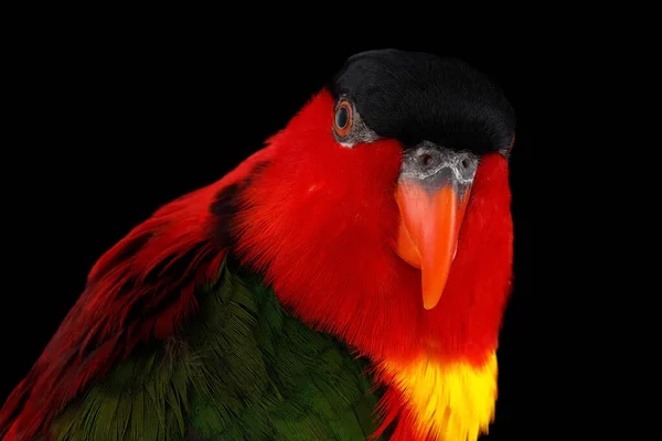 Nahaufnahme Lustiges Porträt Von Lory Lorius Chlorocercus Isoliert Auf Schwarzem — Stockfoto