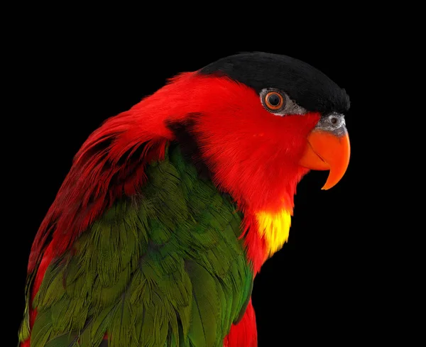 Primo Piano Divertente Ritratto Lory Dalla Bordatura Gialla Lorius Chlorocercus — Foto Stock