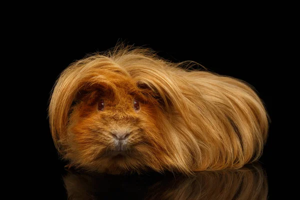 Porco Guiné Peruana Com Cabelos Longos Penteado Engraçado Fundo Preto — Fotografia de Stock