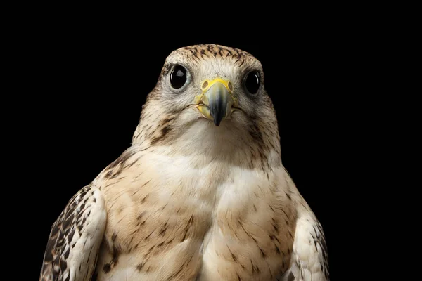 Крупный План Bird Portrait Saker Falcon Falco Cherrug Выделен Черном — стоковое фото