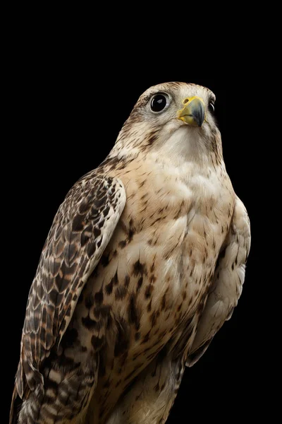 Gros Plan Portrait Oiseau Falcon Saker Falco Cherrug Isolé Sur — Photo