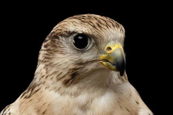 Крупный План Bird Portrait Saker Falcon Falco Cherrug Выделен Черном — стоковое фото