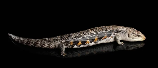 Eastern Blue Tongued Skink Tiliqua Sincoides Izolowane Czarnym Tle Odbiciem — Zdjęcie stockowe