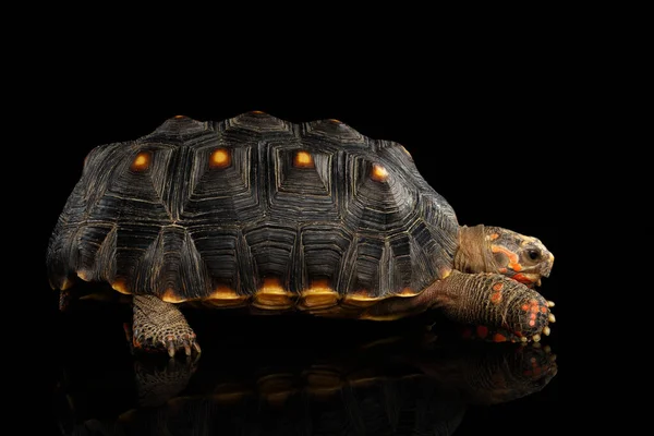 Rödfotade Sköldpaddor Chelonoidis Karbonaria Isolerad Svart Bakgrund Med Reflektion Sidovy — Stockfoto