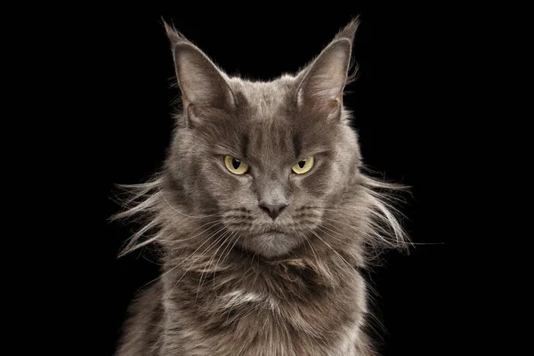 Primer Plano Retrato Angry Gray Maine Coon Cat Gruñón Mirando — Foto de Stock