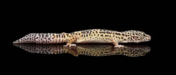 Leopardo Gecko Eublepharis Macularius Isolado Fundo Preto Com Reflexão Vista — Fotografia de Stock