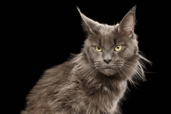 Primer Plano Retrato Angry Gray Maine Coon Cat Gruñón Mirando — Foto de Stock