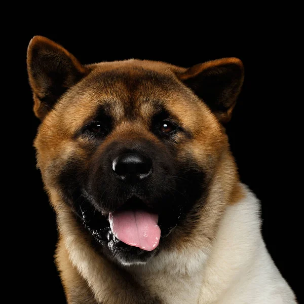 Close Portret Van Pluche Hond Amerikaanse Akita Ras Nieuwsgierig Kijken — Stockfoto