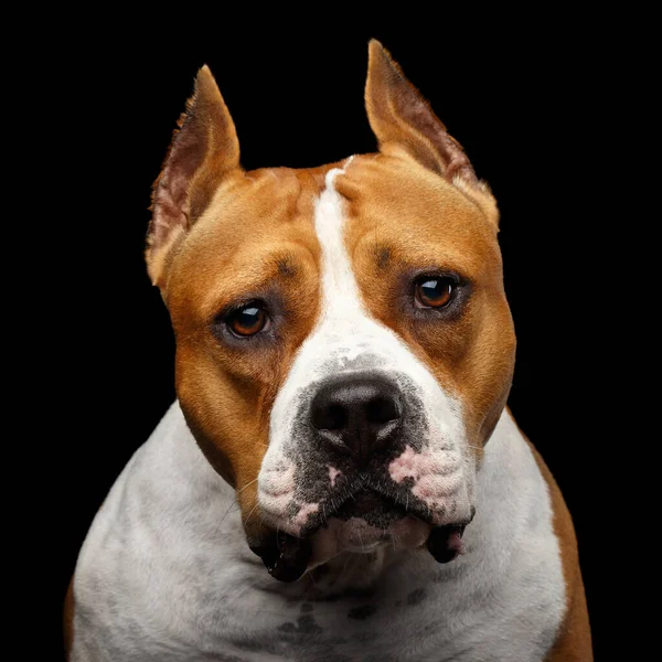 Close Portret Psa Amerykańskiej Rasy Staffordshire Terrier Uszy Cięcia Patrząc — Zdjęcie stockowe