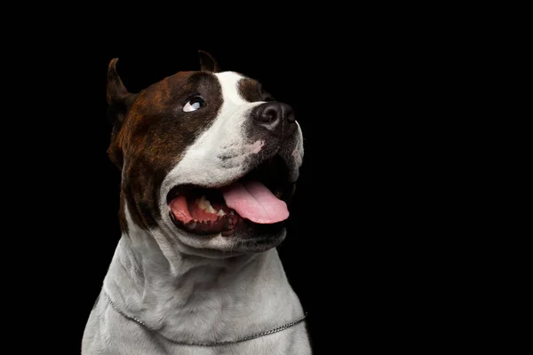 Primer Plano Retrato Marrón Perro Americano Staffordshire Terrier Crianza Mirando —  Fotos de Stock
