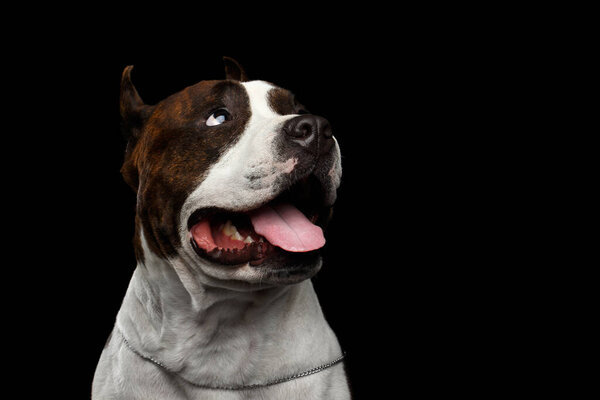 Close-up portrait of brown dog american staffordshire terrier breed looking up in camera on isolated black background, front view