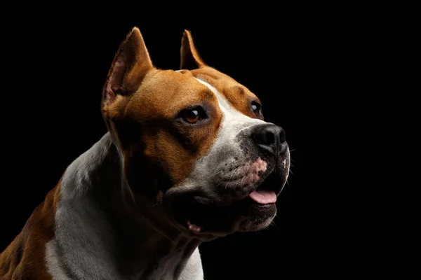 Primer Plano Retrato Perro Americano Staffordshire Terrier Crianza Con Corte —  Fotos de Stock