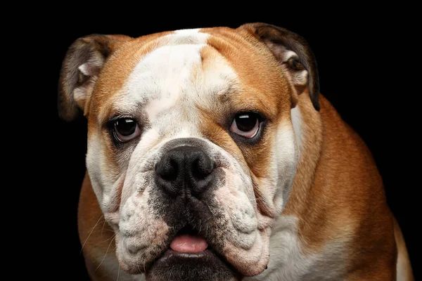 Close Portret Van Hond Britse Bulldog Ras Witte Rode Kleur — Stockfoto
