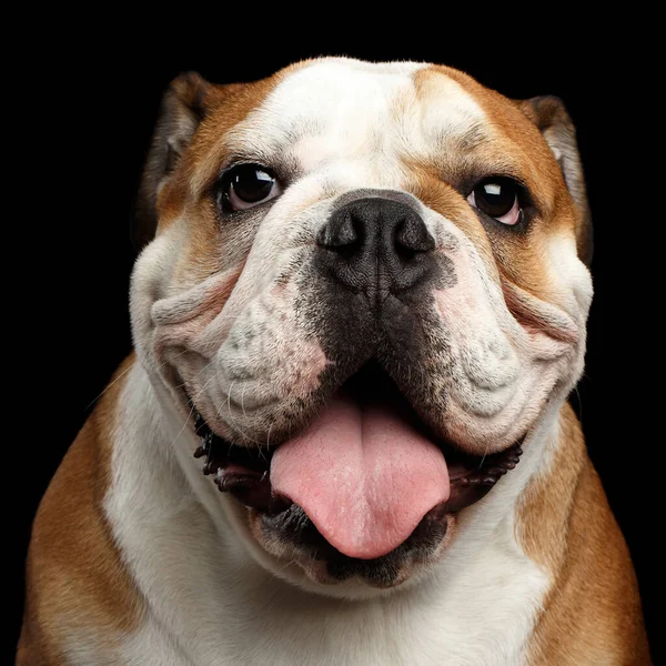 Close Portret Van Hond Britse Bulldog Ras Witte Rode Kleur — Stockfoto