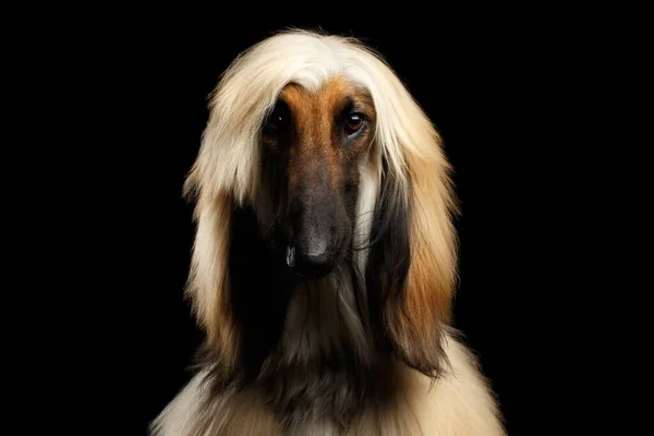 Närbild Headshot Afghan Hound Fawn Dog Isolerad Svart Bakgrund Framifrån — Stockfoto